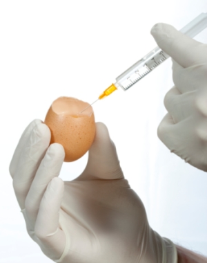 Egg Allergy and the Flu Vaccine  AAAAI